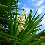 La Pineta