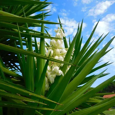 La Pineta