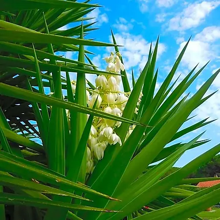 La Pineta Budoni